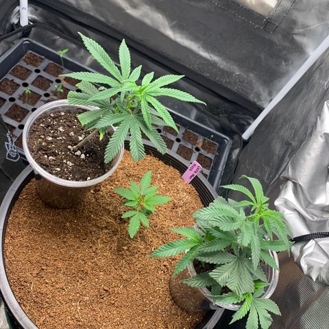 Collie Man Kush 🇯🇲  growlog timeline photo