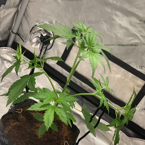 Tangie Auto 🍊  growlog photo: TRAININGGGG