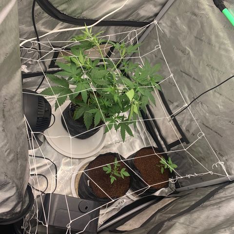 Tangie Auto 🍊  growlog photo: TRELLISSSS