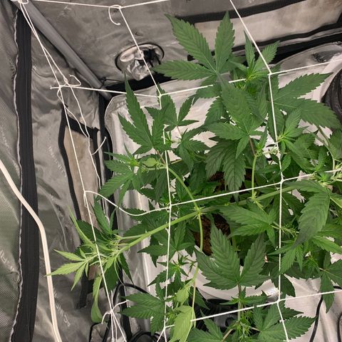 Tangie Auto 🍊  growlog photo: TRELLISSSS
