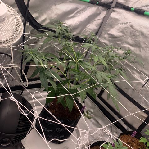 Tangie Auto 🍊  growlog photo: Look at that bend