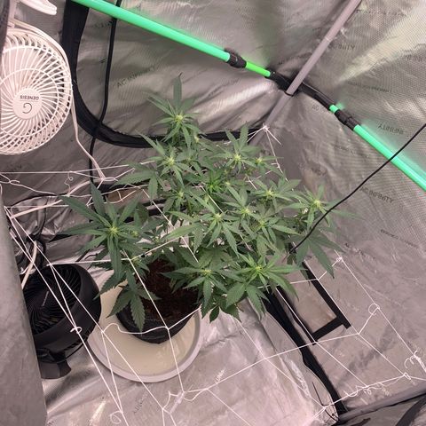 Tangie Auto 🍊  growlog photo: Buds clumping