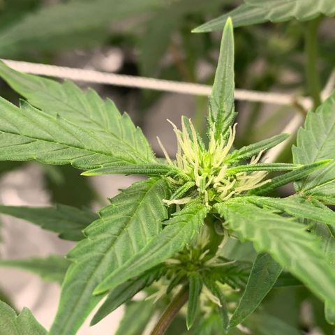 Tangie Auto 🍊  growlog timeline photo