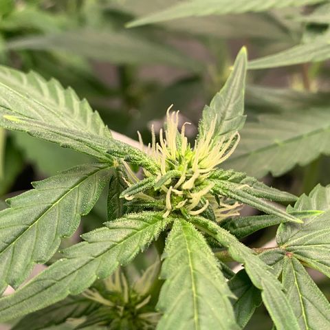 Tangie Auto 🍊  growlog photo: Buds clumping