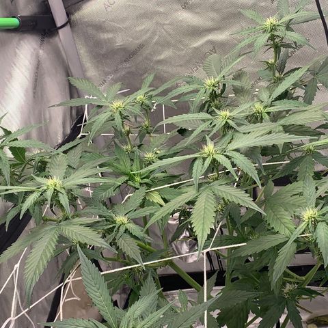 Tangie Auto 🍊  growlog photo: Buds clumping