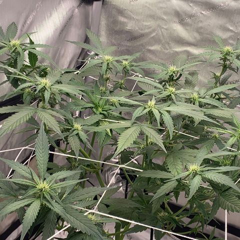 Tangie Auto 🍊  growlog photo: Buds clumping