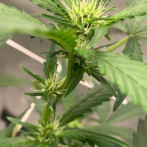 Tangie Auto 🍊  growlog timeline photo
