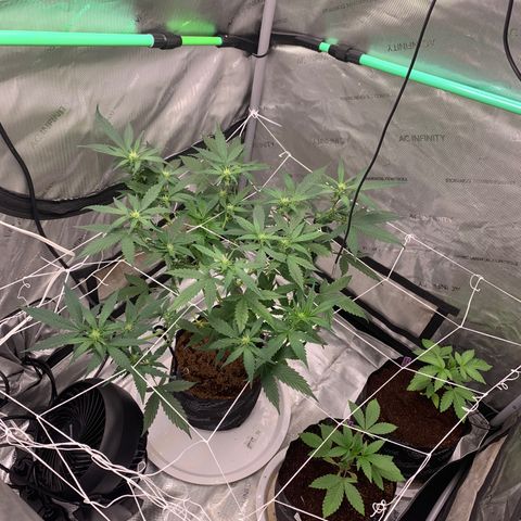 Tangie Auto 🍊  growlog timeline photo