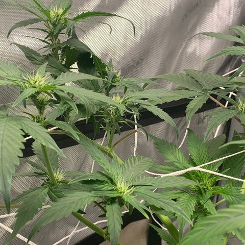 Tangie Auto 🍊  growlog photo: Pistols poppin and a nice stretch