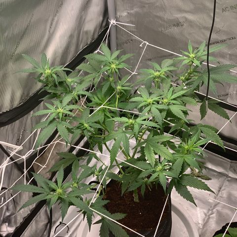 Tangie Auto 🍊  growlog photo: Pistols poppin and a nice stretch
