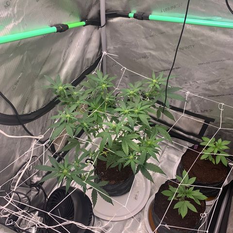 Tangie Auto 🍊  growlog photo: Pistols poppin and a nice stretch