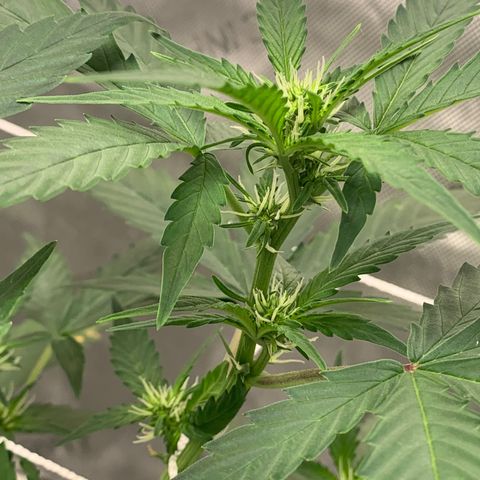 Tangie Auto 🍊  growlog photo: Pistols poppin and a nice stretch