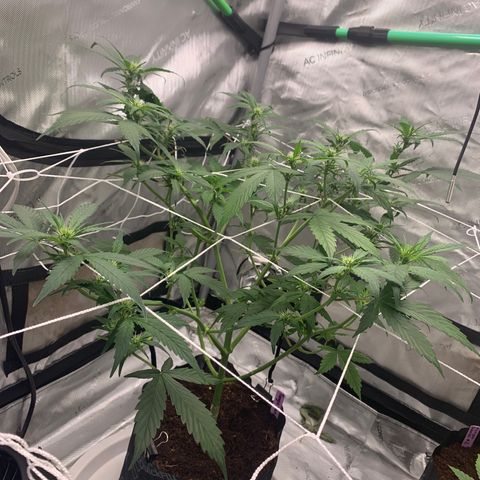 Tangie Auto 🍊  growlog photo: Pistols poppin and a nice stretch