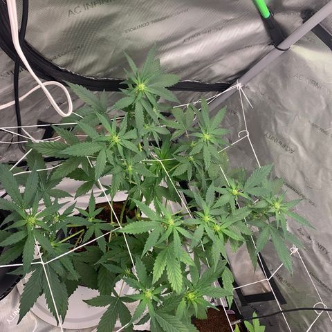 Tangie Auto 🍊  growlog photo: Light pen