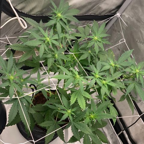 Tangie Auto 🍊  growlog photo: Light pen