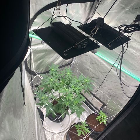 Tangie Auto 🍊  growlog photo: Light pen