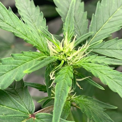 Tangie Auto 🍊  growlog photo: Pistols poppin and a nice stretch