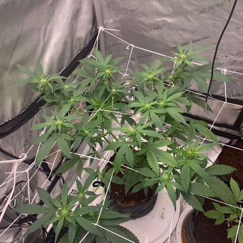 Tangie Auto 🍊  growlog photo: Pistols poppin and a nice stretch