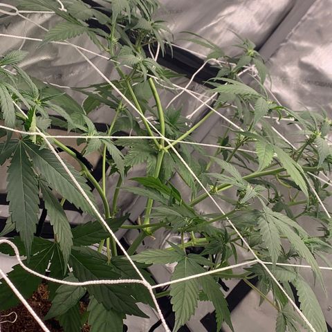 Tangie Auto 🍊  growlog photo: Light pen