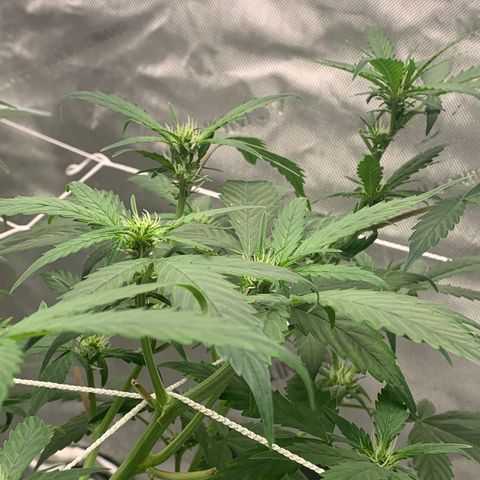 Tangie Auto 🍊  growlog photo: Pistols poppin and a nice stretch