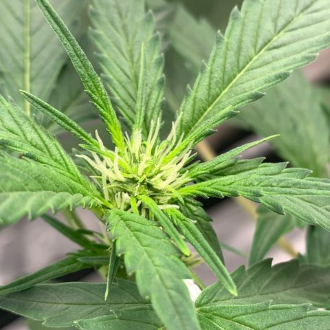 Tangie Auto 🍊  growlog photo: Pistols poppin and a nice stretch