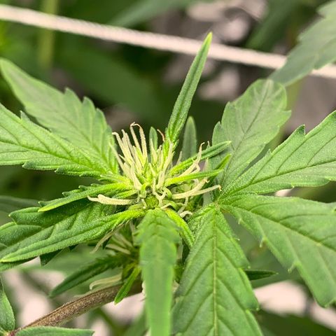 Tangie Auto 🍊  growlog photo: Pistols poppin and a nice stretch