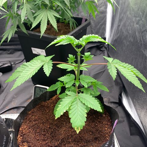 Michigan Cherries 🍒  growlog timeline photo
