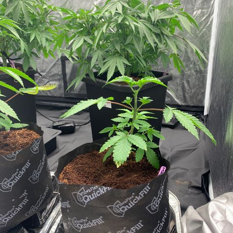 Michigan Cherries 🍒  growlog timeline photo