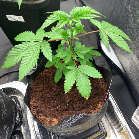 Michigan Cherries 🍒  growlog timeline photo
