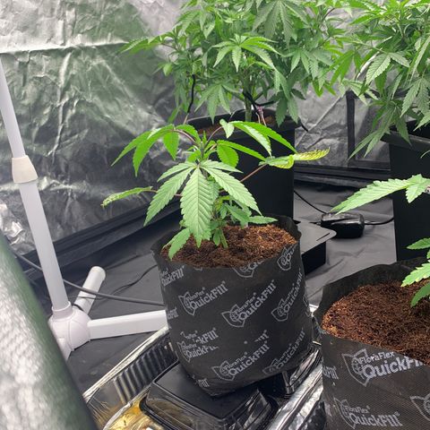 Michigan Cherries 🍒  growlog timeline photo