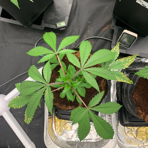 Michigan Cherries 🍒  growlog timeline photo