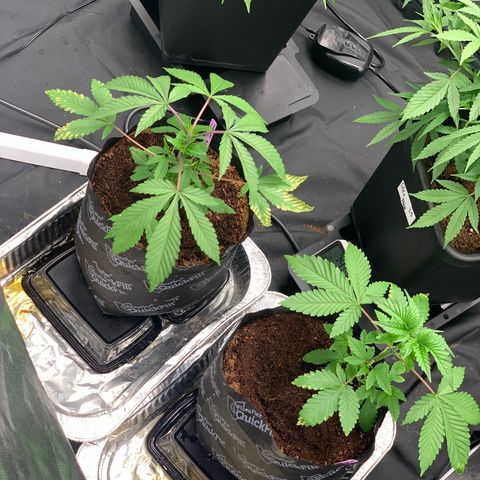 Michigan Cherries 🍒  growlog timeline photo