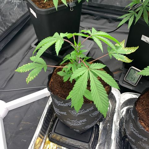 Michigan Cherries 🍒  growlog timeline photo