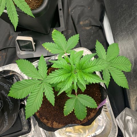 Michigan Cherries 🍒  growlog timeline photo