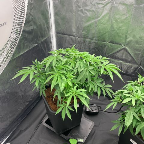 Gazzurple  ⛽️ 🍇  growlog photo: Ready to flip, on a dry back