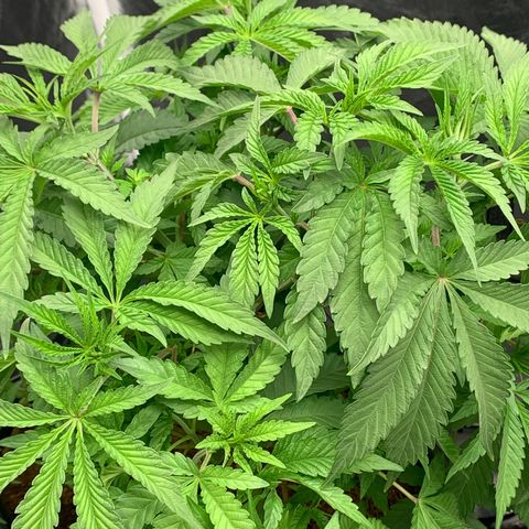 Gazzurple  ⛽️ 🍇  growlog photo: Ready to flip, on a dry back