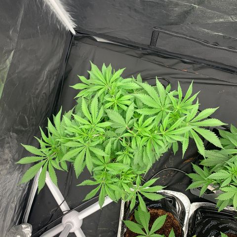 Gazzurple  ⛽️ 🍇  growlog photo: Ready to flip, on a dry back
