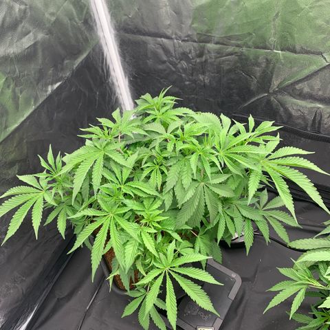 Gazzurple  ⛽️ 🍇  growlog photo: Ready to flip, on a dry back