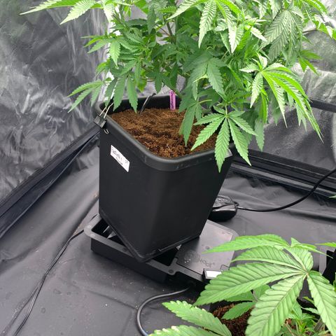 Gazzurple  ⛽️ 🍇  growlog photo: Ready to flip, on a dry back