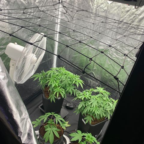 Michigan Cherries 🍒  growlog photo: Fitment 