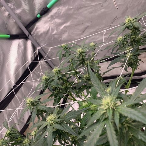 Tangie Auto 🍊  growlog photo: WEEK 4 defoliation 🥴