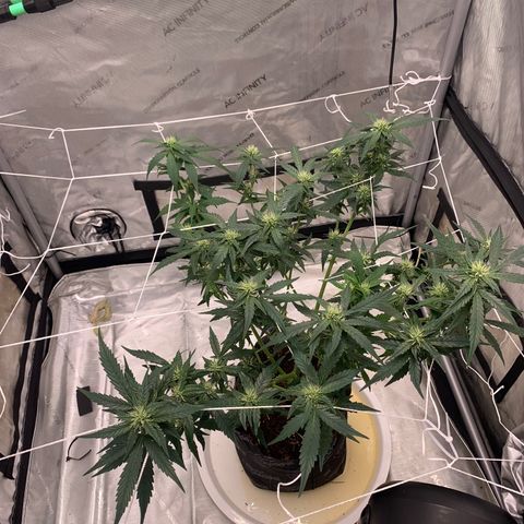 Tangie Auto 🍊  growlog photo: WEEK 4 defoliation 🥴