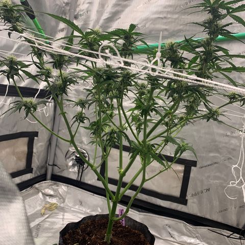 Tangie Auto 🍊  growlog photo: WEEK 4 defoliation 🥴