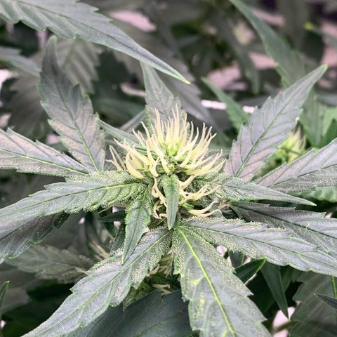 Tangie Auto 🍊  growlog timeline photo