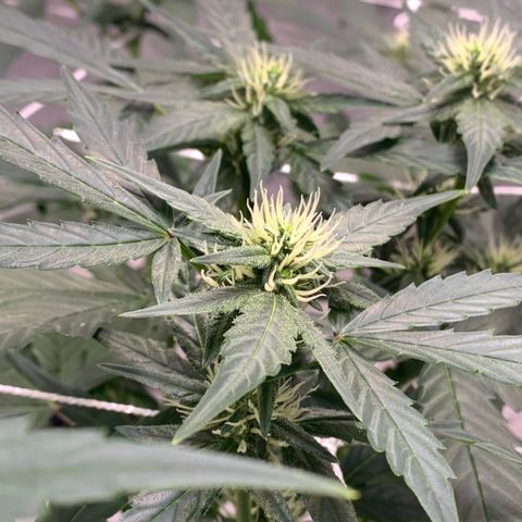 Tangie Auto 🍊  growlog timeline photo
