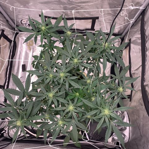 Tangie Auto 🍊  growlog timeline photo
