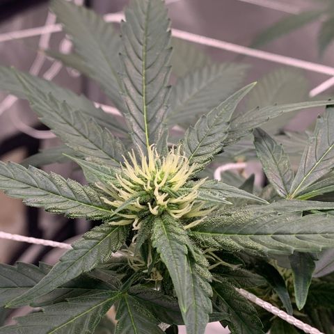 Tangie Auto 🍊  growlog timeline photo