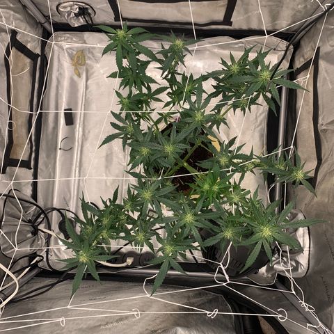 Tangie Auto 🍊  growlog photo: WEEK 4 defoliation 🥴