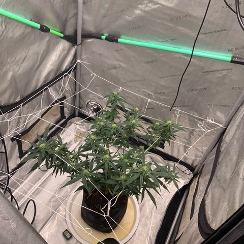 Tangie Auto 🍊  growlog photo: WEEK 4 defoliation 🥴