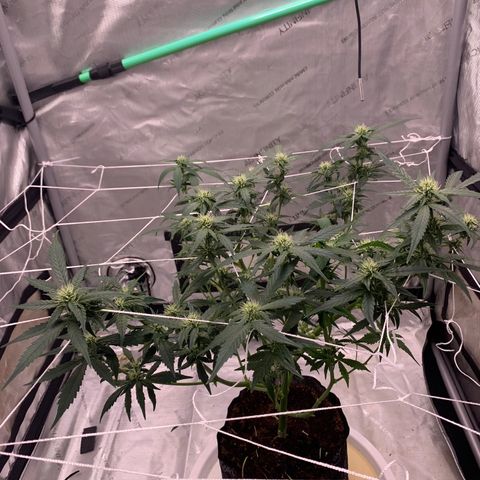 Tangie Auto 🍊  growlog photo: WEEK 4 defoliation 🥴